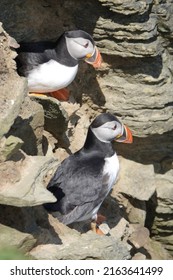 Colourful Puffins On The Brough Of Birsay In The Orkney Islands, Scotland.