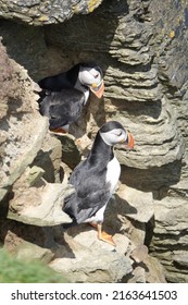 Colourful Puffins On The Brough Of Birsay In The Orkney Islands, Scotland.