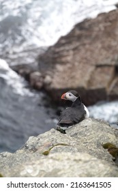 Colourful Puffins On The Brough Of Birsay In The Orkney Islands, Scotland.