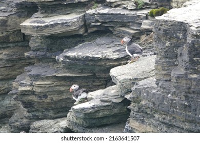 Colourful Puffins On The Brough Of Birsay In The Orkney Islands, Scotland.