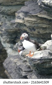 Colourful Puffins On The Brough Of Birsay In The Orkney Islands, Scotland.