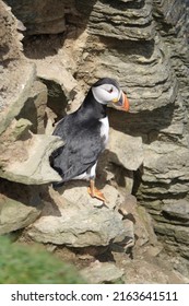 Colourful Puffins On The Brough Of Birsay In The Orkney Islands, Scotland.