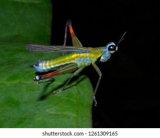 Colourful Rainbow Monkey Grasshopper, Eumastacidae Monkey- Or Matchstick Grasshoppers, Costa Rica