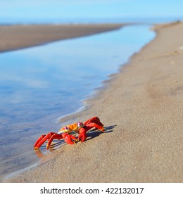 Colourful Red Crab Toy On A Beach