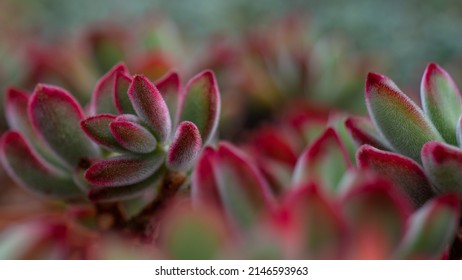Colourful red-green succulent plant Echeveria pulvinata, also known as plush plant, native to southwest and central Mexico.
