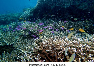 Colourful Reef Fish Of Moalboal