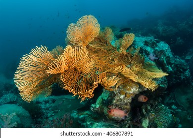 Colourful Reefscape With Gorgonian Corals And Soldier Fishes.