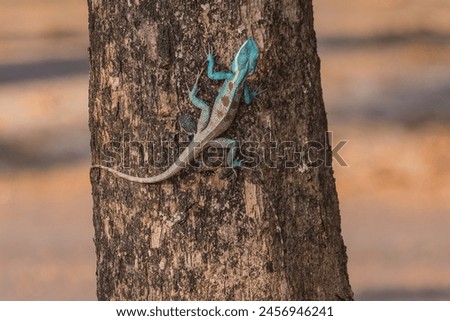 The colourful restricted-range Siamese Blue Crested Lizard Calotes goetzi pair camouflage against the bark of a tree trunk