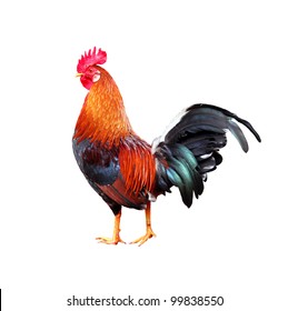 3,437 Leghorn Images, Stock Photos & Vectors | Shutterstock