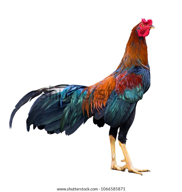 Colourful Rooster Isolated Over White Stock Photo 1066585871 | Shutterstock