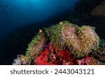 Colourful sea anemone in bright soft coral reef showcasing its symbiotic relationship