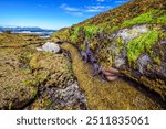 Colourful sea stars and other marine life left exposed at low tide in the Gulf Islands of British Columbia