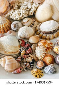 Colourful Seashells Of Flinders Island