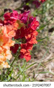 Colourful Snap Dragons In Bloom