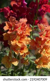 Colourful Snap Dragons In Bloom