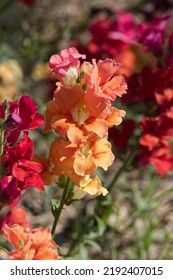 Colourful Snap Dragons In Bloom