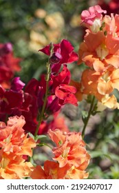 Colourful Snap Dragons In Bloom