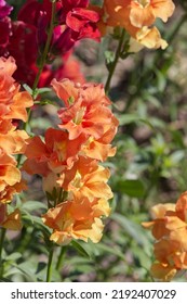 Colourful Snap Dragons In Bloom