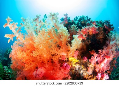 The Colourful Soft Coral In Deep Ocean Of Similan National Park, Thailand.