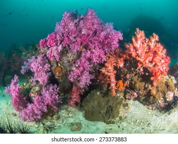 Colourful Soft Corals In Koh Lipe , Southern Thailand