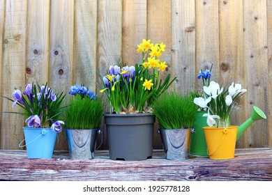 Colourful Spring Bulbs And Grasses Growing In Metal And Plastic Pots