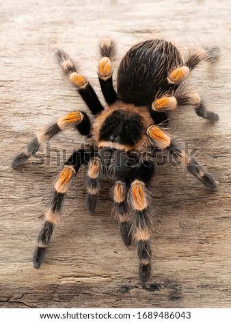 Colourful subadult female Mexican orangeknee tarantula (Brachypelma hamorii) on a sun-bleached log, from above, vertical. This species is endemic to Mexico