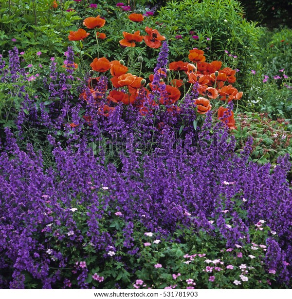 Colourful Summer Border Poppies Catmint Stock Photo (Edit Now) 531781903