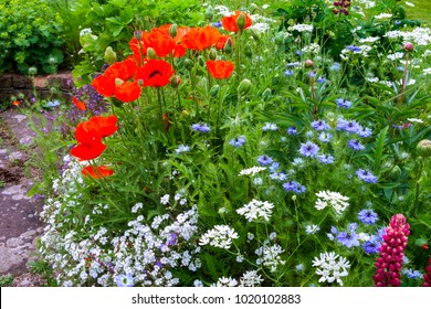 Colourful Summer UK Cottage Garden Border With Poppies And Love In The Mist