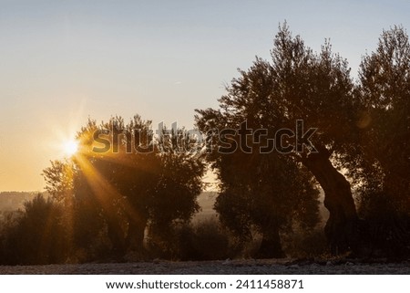 Colourful sunset over a olive tree field in Jaén, this province is known as the world capital of olive oil production, making it an ideal destination for olive oil tourism