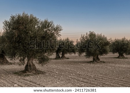 Colourful sunset over a olive tree field in Jaén, this province is known as the world capital of olive oil production, making it an ideal destination for olive oil tourism