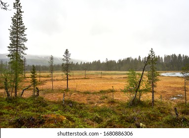 Colourful Swamps In Lapland In Summer                               