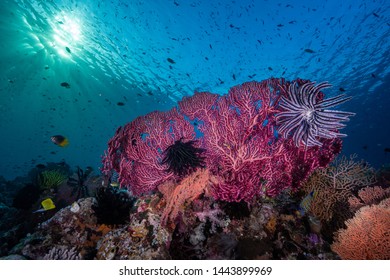 Colourful tropical coral reef scenes along the Wakatobi National Park reef wall in Indonesia
