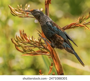 Colourful tui perched on the New Zealand flax flower. - Powered by Shutterstock