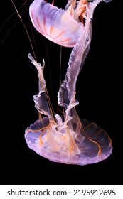 Colourful uderwater jellyfish with tentacles 
