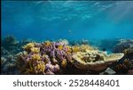 a colourful underwater view of aquatic ecosystems, 2024, october