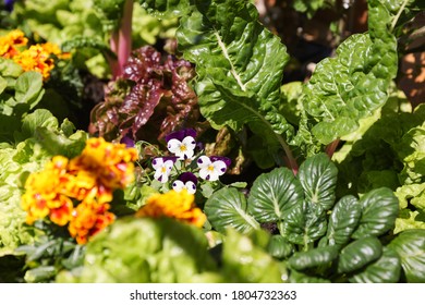 Colourful Vegetable Garden With Edible Viola Flowers In Focus Surrounded By Spinach, Lettuce And Silverbeet.