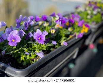 Colourful vibrant mixed Viola Cornuta pansy flowers in decorative flower pot in balcony terrace garden close up, floral wallpaper background with blooming pansies