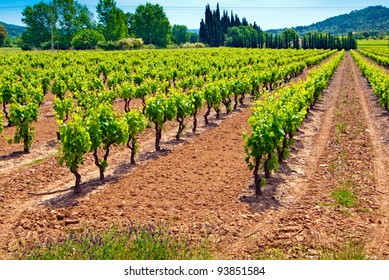 Colourful Vineyard In Provence -  France.