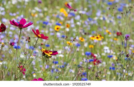 Colourful Wild Flowers Blooming In The Grass Outside Savill Garden, Egham, Surrey, UK.