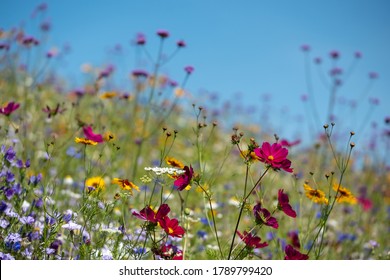 Colourful wild flowers blooming outside Savill Garden, Egham, Surrey, UK, photographed against a clear blue sky. - Shutterstock ID 1789799420