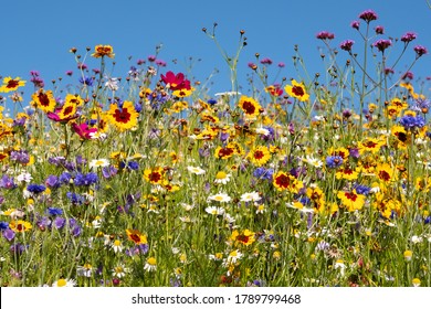 Colourful wild flowers blooming outside Savill Garden, Egham, Surrey, UK, photographed against a clear blue sky. - Shutterstock ID 1789799468