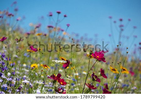 Colourful wild flowers blooming outside Savill Garden, Egham, Surrey, UK, photographed against a clear blue sky.