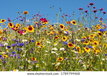 Colourful wild flowers blooming outside Savill Garden, Egham, Surrey, UK, photographed against a clear blue sky. [[stock_photo]] © 