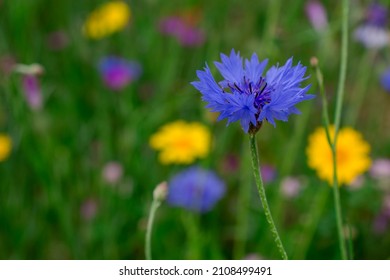 A Colourful Wildflower Meadow, Worcestershire, England.uk.