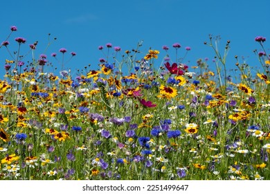 Colourful wildflowers blooming outside Savill Garden, Egham, Surrey, UK, photographed against a clear blue sky. - Shutterstock ID 2251499647