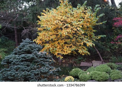 a colourful  yellow tree in a garden 