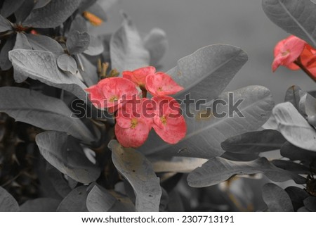 Colourfull Flower With BlackandWhite Background