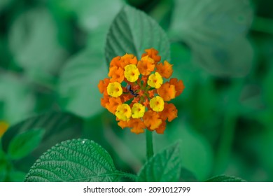 colourfull lantana flowers with depthfield and blurry background 
