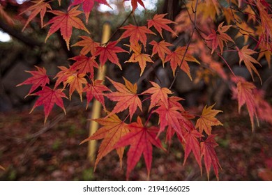 Colourfull leaves in the autum season in Japan