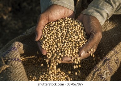 Colse up of a farmer's hand holding soyabean seeds. A healthy organic produce.